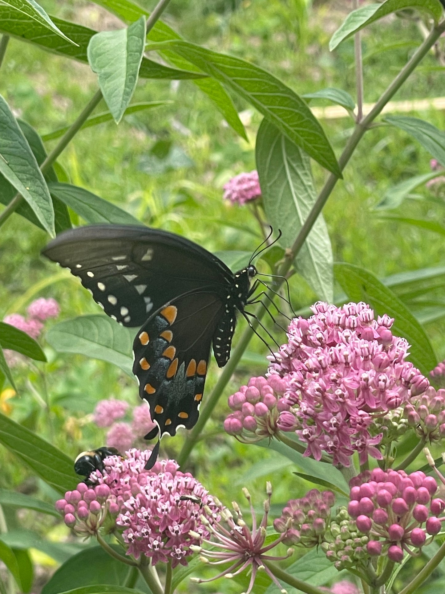 Butterfly PhotoPrint