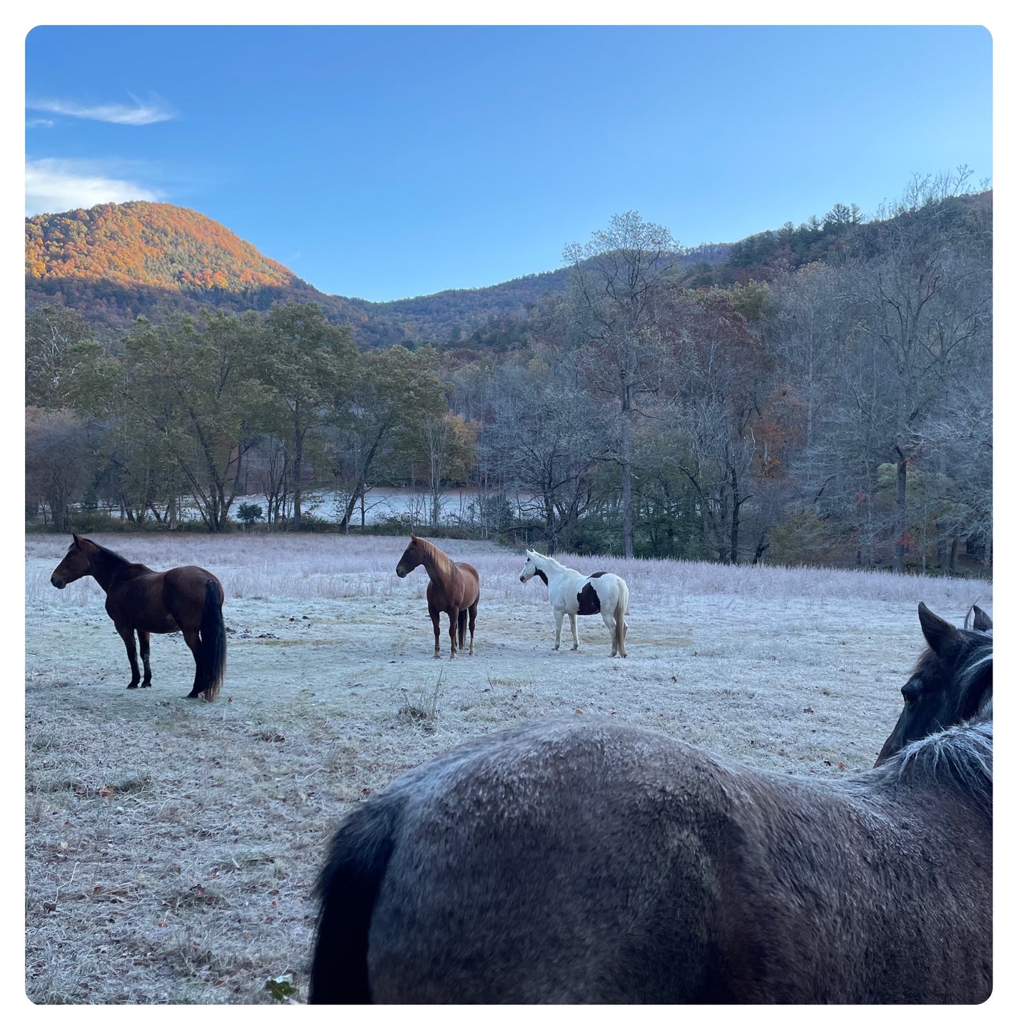 Horses on a cool Day PhotoPrint