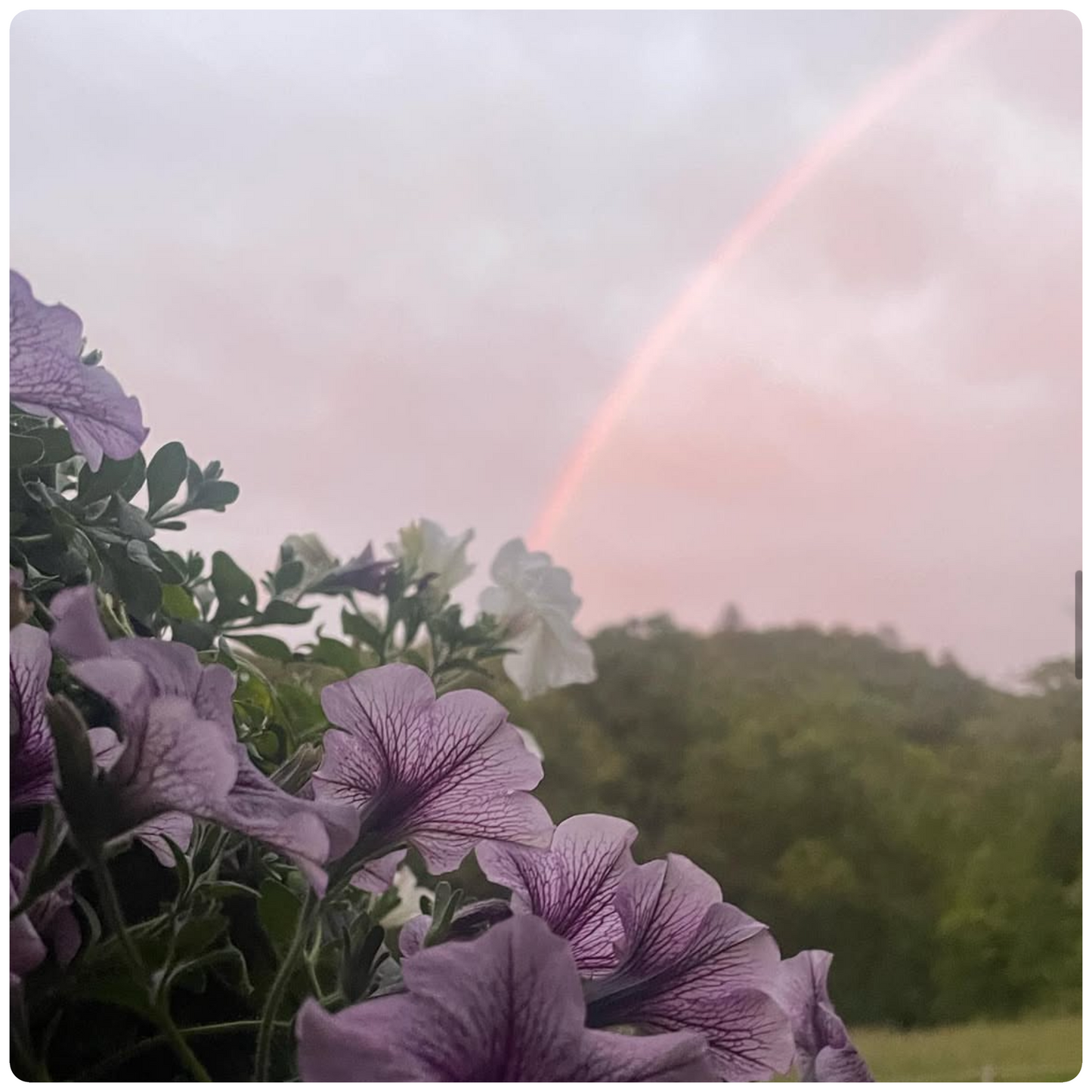 Flowers and Rainbows PhotoPrint