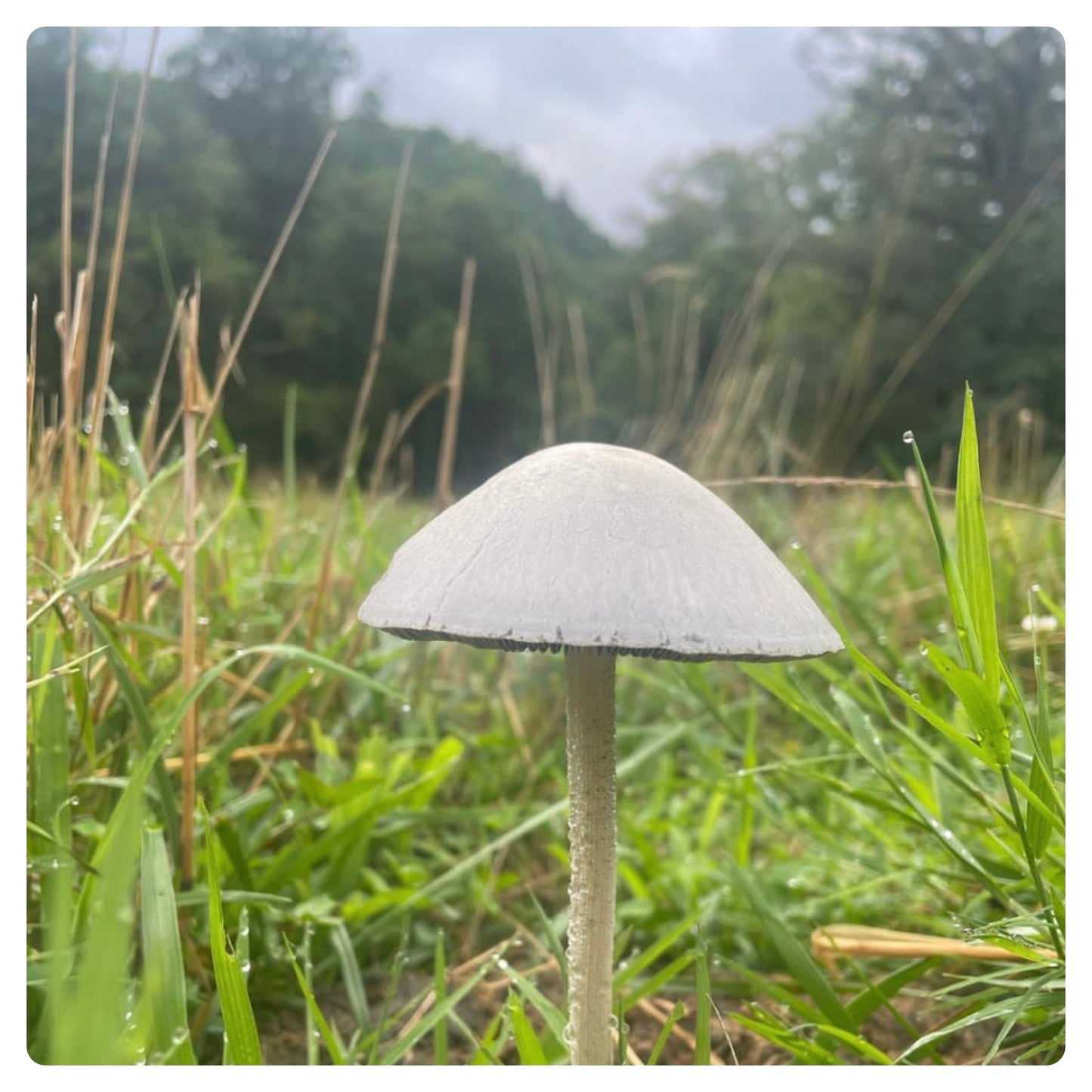 Little Mushroom PhotoPrint