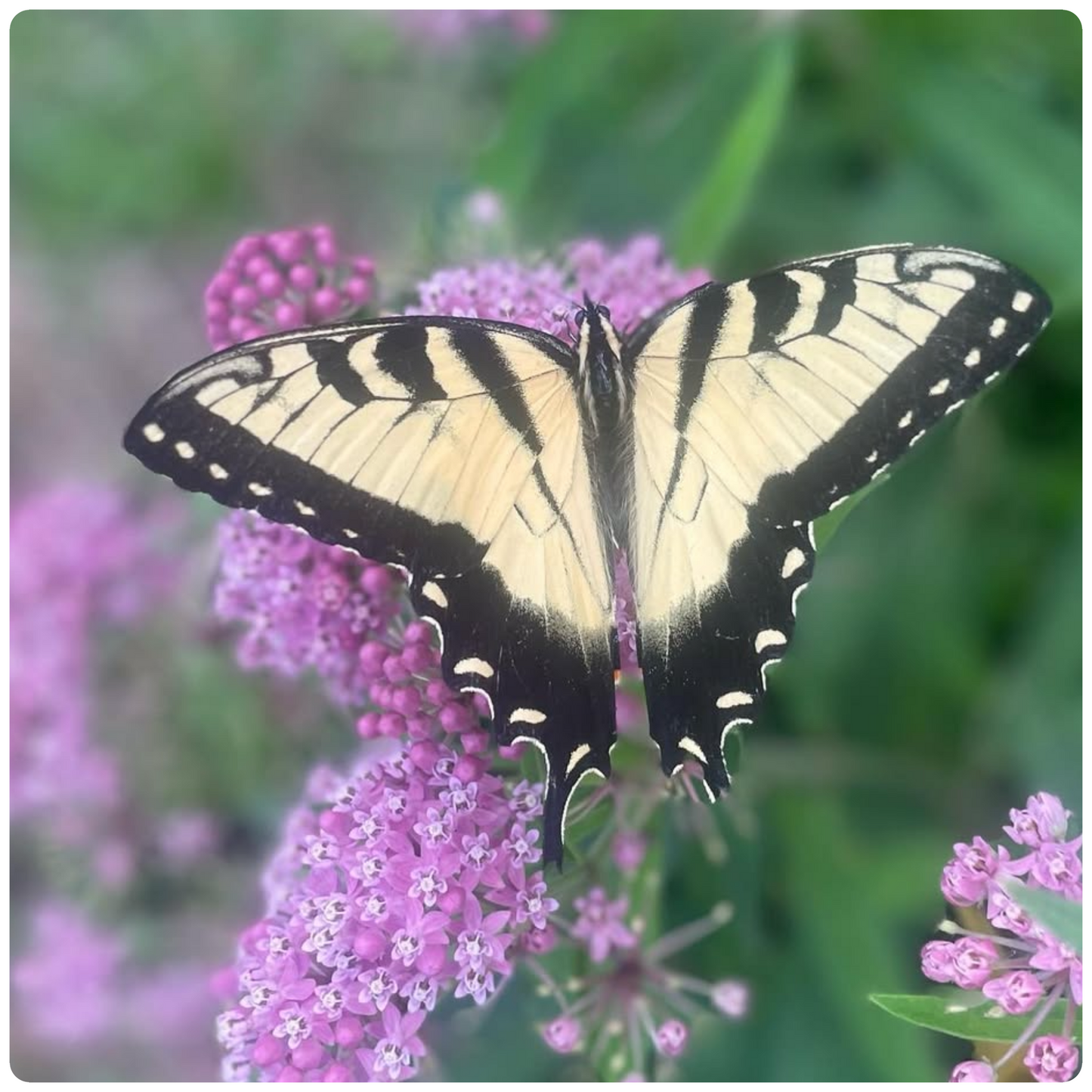 Butterfly PhotoPrint