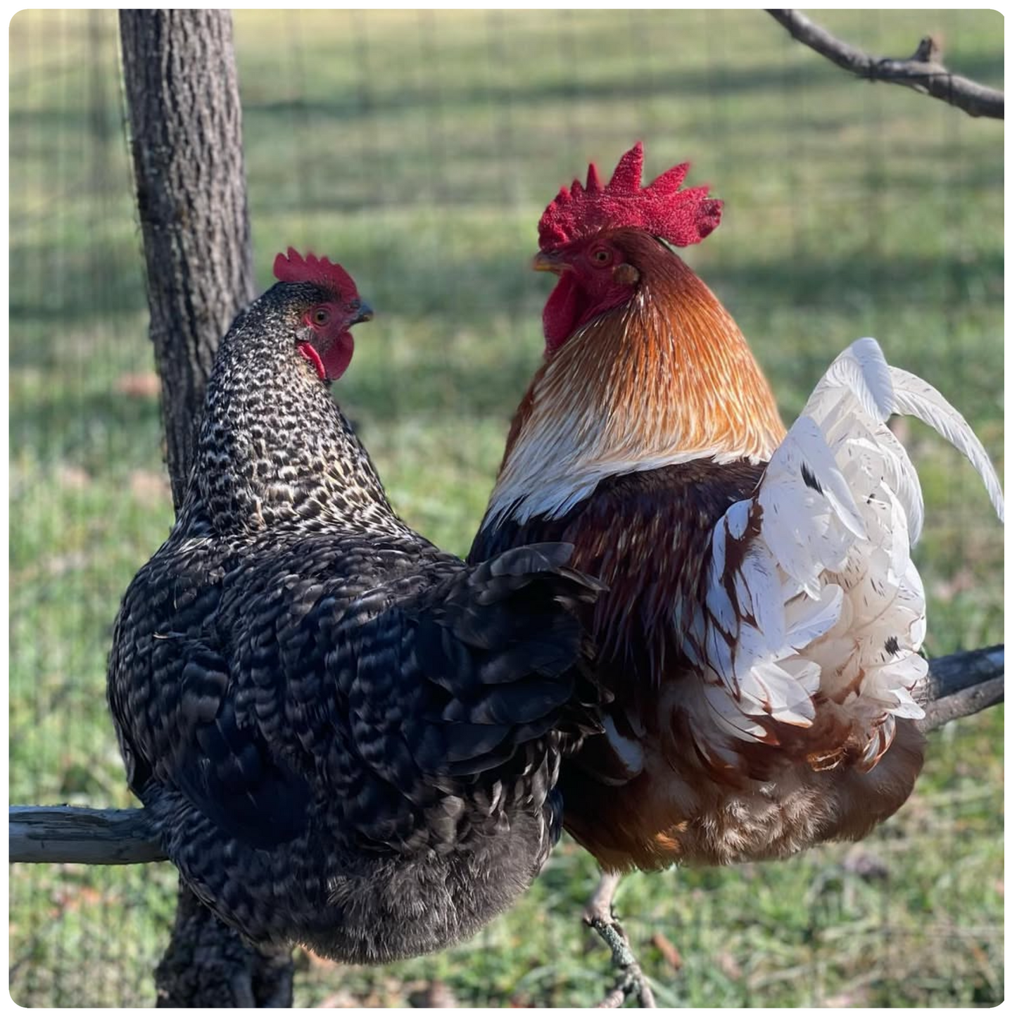 Chicken Conversations PhotoPrint