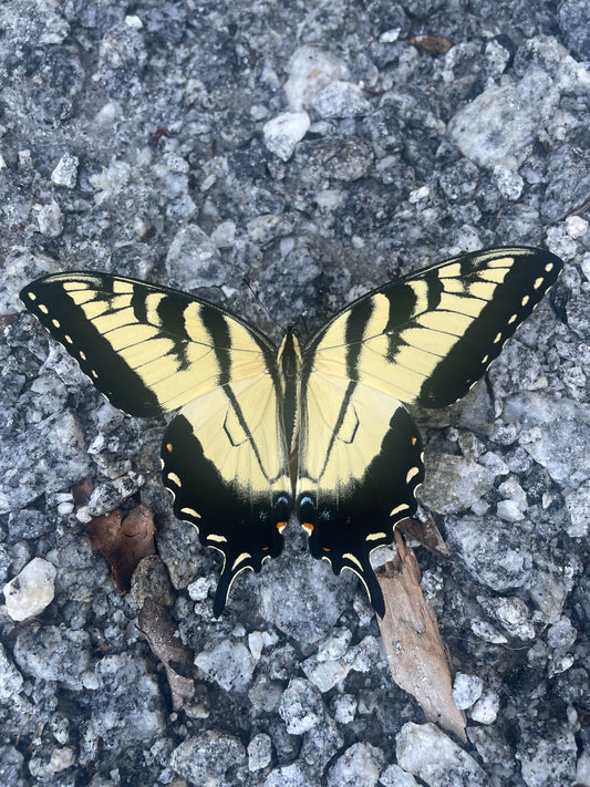 Butterfly PhotoPrint