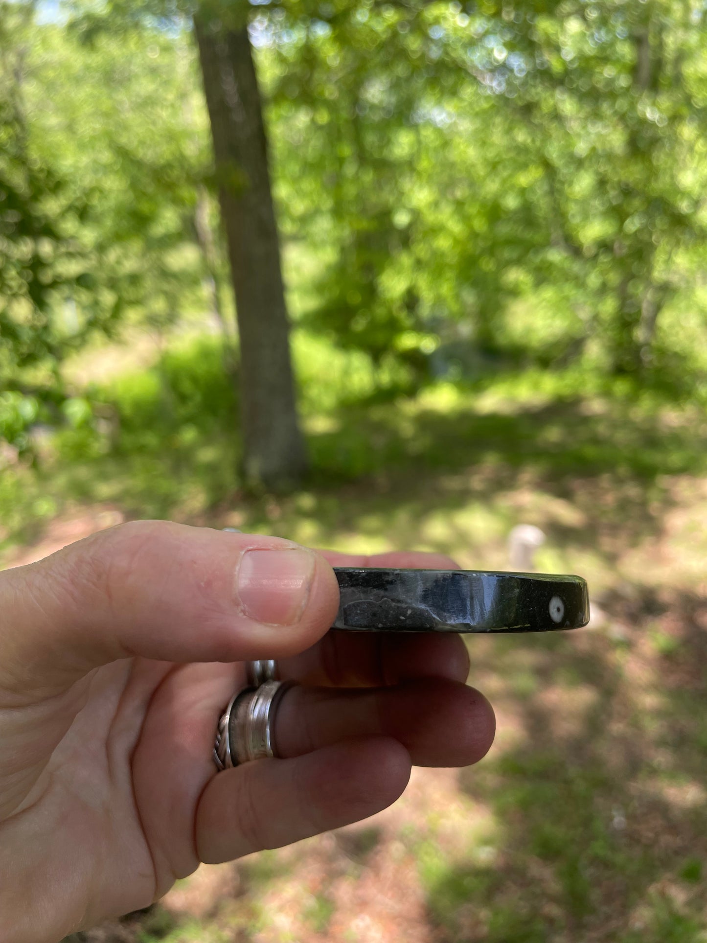 Orthoceras Fossil with Carved Ammonite
