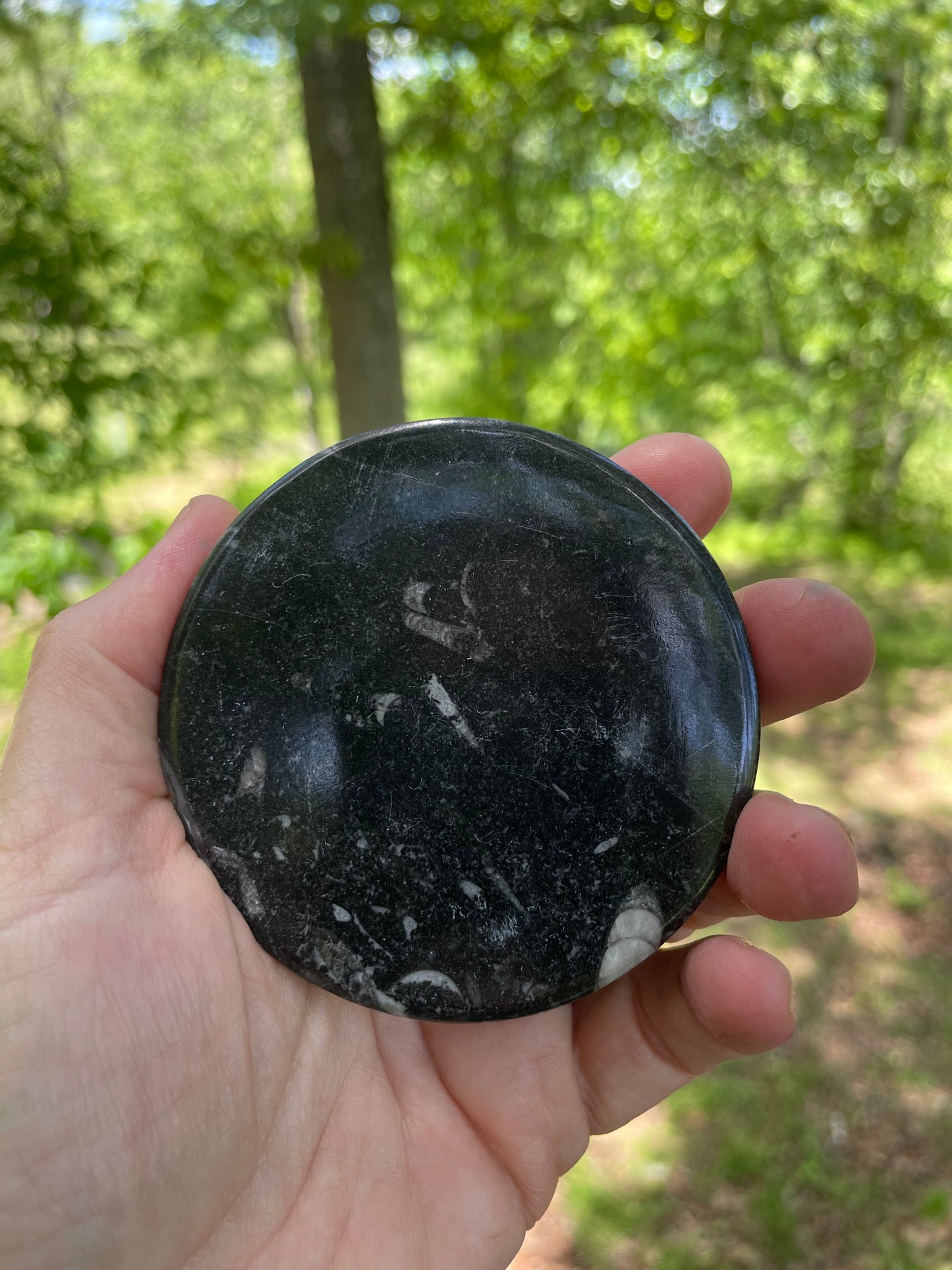 Orthoceras Fossil with Carved Ammonite