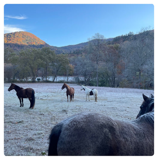 Horses on a cool Day PhotoPrint