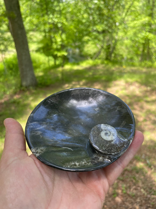 Orthoceras Fossil Bowl