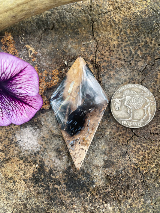 55ct Petrified Colla Wood (Stone)